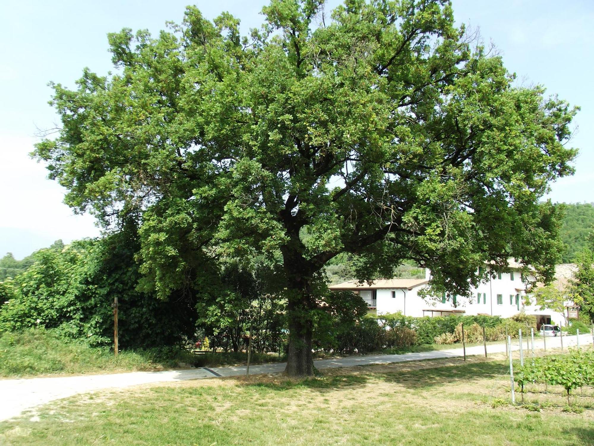 Agriturismo Ca' Castellani Bardolino Exteriér fotografie